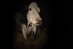 Jeudi 8 Juillet #Cannes2021, les films